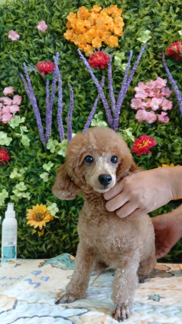 After grooming