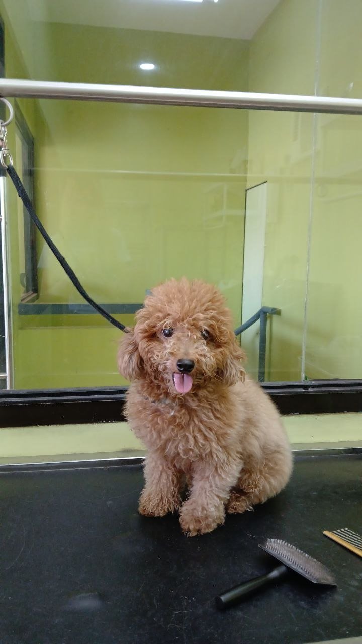Before grooming