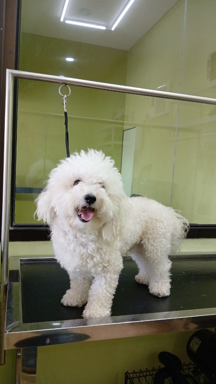 Before grooming